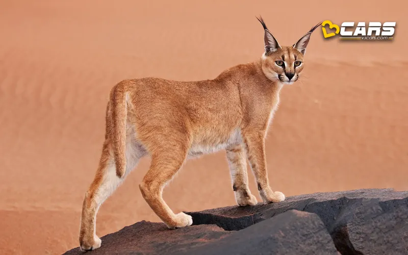 11 car brands with a cat in their logo plus honorable mention