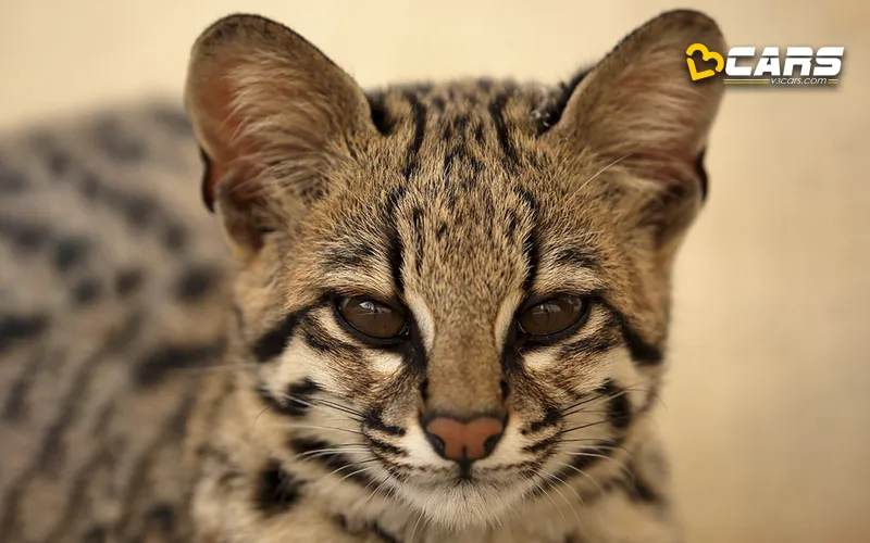11 car brands with a cat in their logo plus honorable mention
