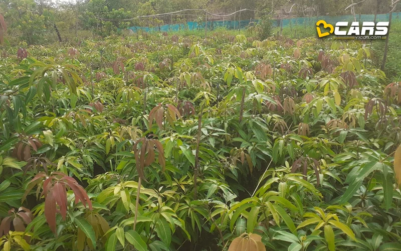 tata motors announce 1 million plantation drive in maharashtra
